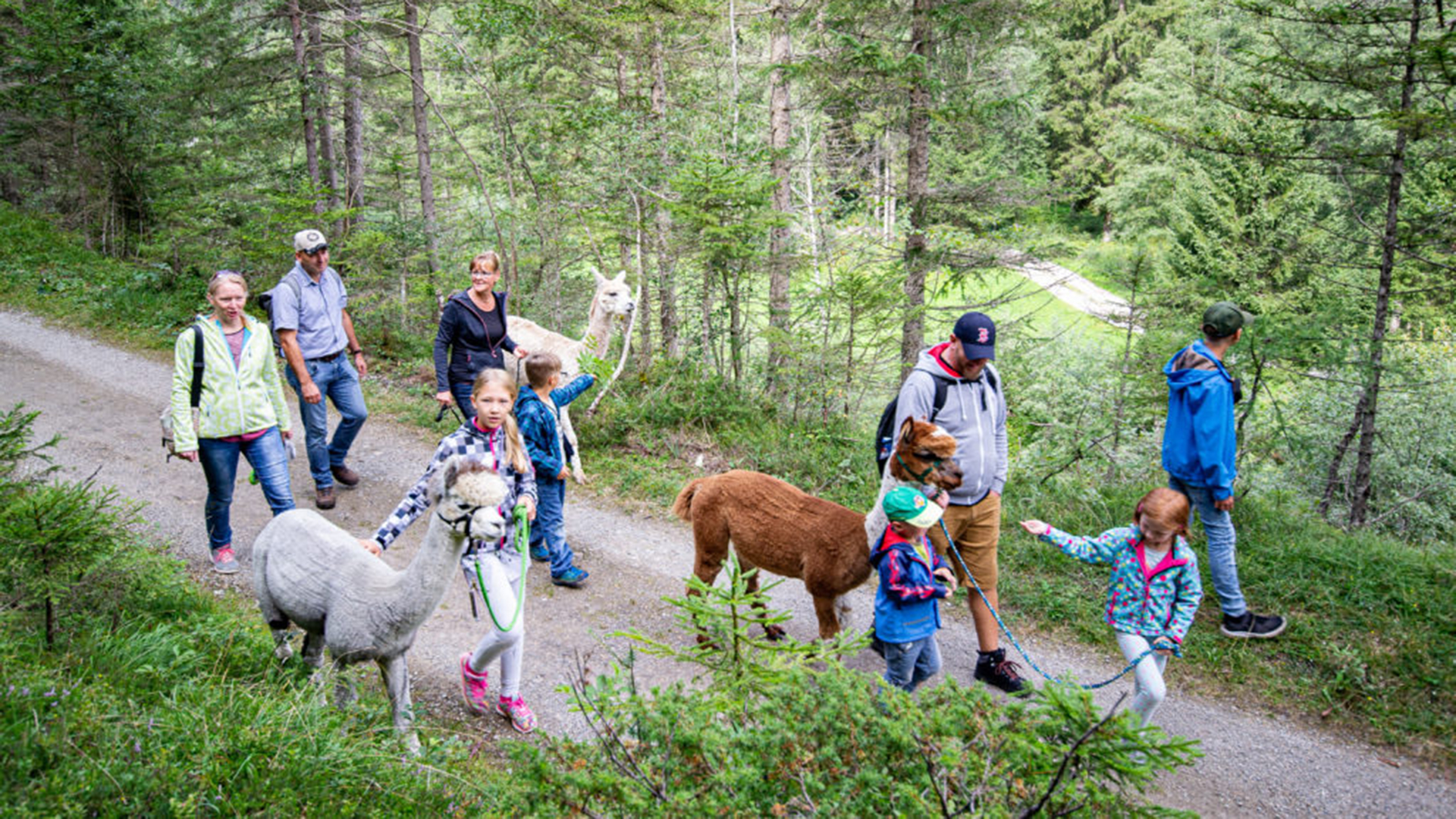 Tipp 47: Wandern mit Alpakas | Life Radio Tirol » Wir lieben Tirol. Wir